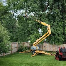 Best Tree Disease Treatment  in North Bend, WA